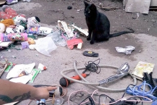 ¿Le comprarías? Gatito atiende puesto en un tianguis