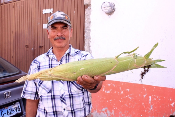 Jala, la tierra de los elotes gigantes