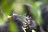 Turistas podrían contagiar de COVID a gorilas de las montañas