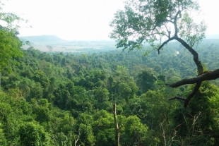 Los bosques tropicales ya no pueden con tanto CO2