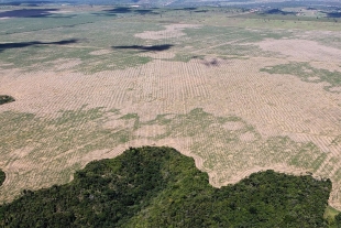 La deforestación del Amazonas durante octubre fue la mayor en los últimos cinco años