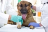 La FDA aprueba el primer tratamiento oral para el linfoma canino