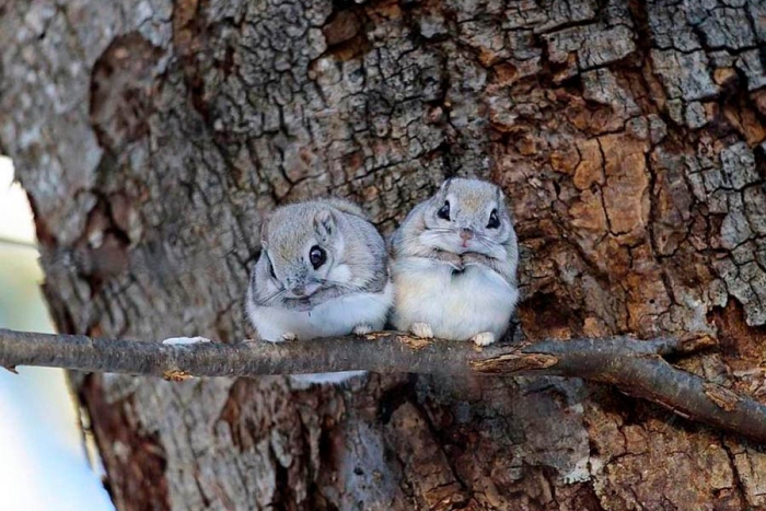 Las adorables ardillas voladoras japonesas que cautivan las redes