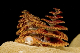 El gusano Árbol de Navidad que decora arrecifes