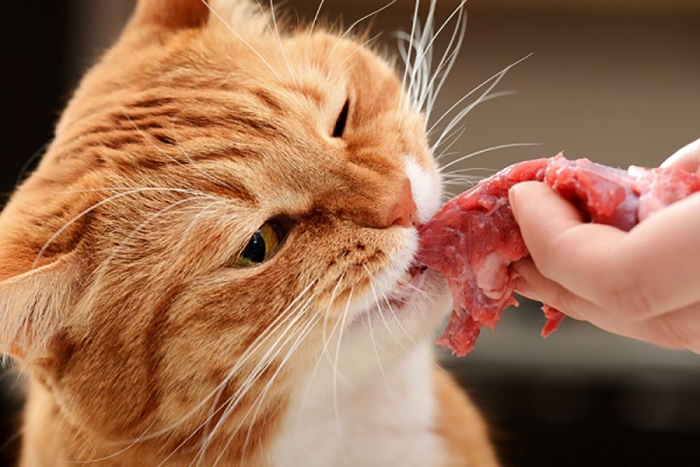 Conoce que alimentos no son aptos para tu gato