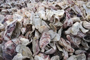 De esta manera, una barrera de ostras salva la costa de San Diego del calentamiento global
