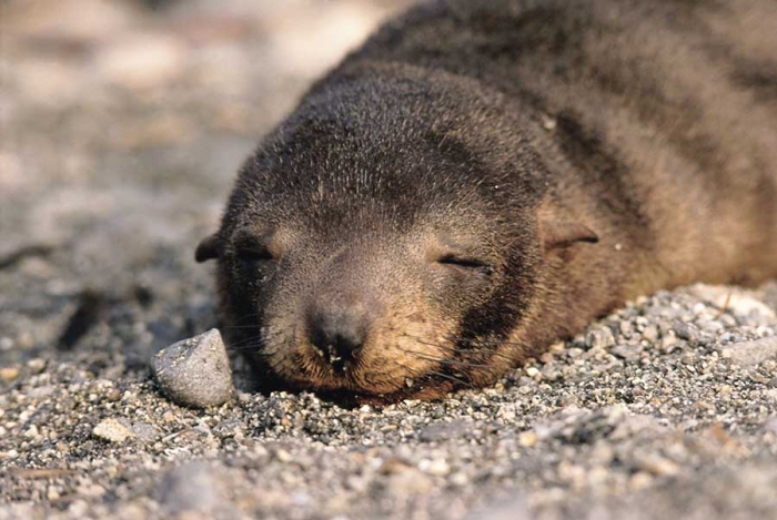 ¡Terrible! Perú reporta la muerte de miles de lobos marinos y aves por gripe aviar