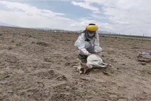 Ganaderos de Chile en alerta por un “chupacabras” que ya mató a más de 50 animales