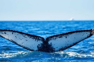 Ballenas dentadas fueron las primeras en habitar el océano pacífico hace 28 millones de años