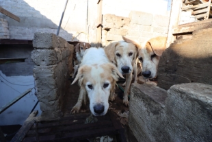 Perros rescatados en Neza formarán parte de la unidad canina de la Fiscalía del Edomex