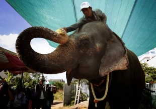 Triste noticia; murió “Sambo”, la elefante que se convirtió en todo un símbolo de Camboya