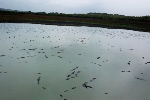 Cocodrilos regresan a la laguna Chac Luc, en Campeche