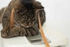 ¿Tienes una mascota? Estas son las preguntas que siempre debes hacerle al veterinario