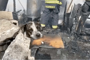 Perro &quot;llora&quot; al ver incendiarse su hogar