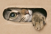 Cajas de cartón; las fortalezas de tus gatos