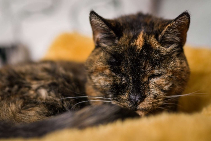 La gatita “Flossie” es ahora la más longeva del mundo, según Récord Guinness