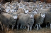 ¡Tragedia! Más de 15 mil ovejas mueren ahogadas en el mar rojo