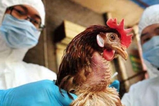 Especialistas advierten sobre contagios de gripe aviar a humanos