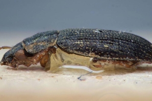 ¡Increíble! Científicos descubren especie de escarabajo capaz de caminar bajo el agua