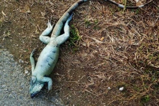 Tormenta Invernal provoca una “lluvia” de iguanas congeladas en florida