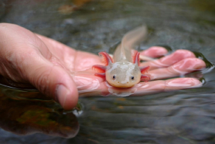 Tras 15 años sin registros, investigadores localizaron una población de ajolotes en Querétaro, un hallazgo clave para su conservación.