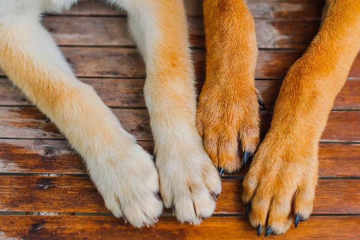 Recomienda a todos los dueños de mascotas, en especial perros, limpiar sus patas luego de salir al exterior