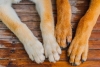 ¡No sólo por higiene! Especialista explica por qué debemos limpiarle las patas a nuestros perros