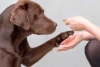 ¿Piensas adoptar? Checa las tres razas de perros más pacíficas