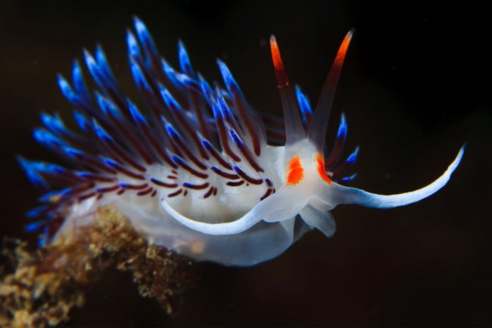 Nudibranquios, preciosos y venenosos