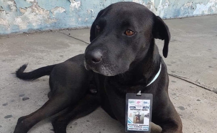 ¡Empleado del mes! Terminal de autobuses en Acapulco “contrata” a perrito callejero