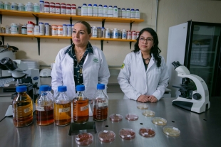 Ana Tarin Gutiérrez Ibáñez, investigadora UAEMéx, estudia el fruto del níspero para reducir las enfermedades transmitidas por alimentos