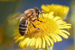 Día de las Abejas: ¿sabías que pueden aprender a sumar y restar?