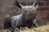 Bautizan como “Kiev” a última cría de rinoceronte negro