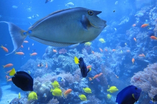 Científicos encuentran rasgos de depresión en peces