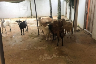 Hombre pone a resguardo a más de 300 animales por paso del huracán &quot;Delta&quot;