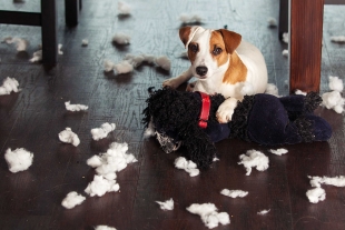 5 tips para que tu perro no destruya tu casa cuando sales