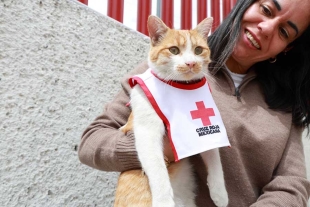 Se realizó una colecta de alimento para perros y gatos