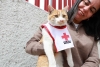 Cruz Roja Toluca combina diversión y ayuda en Día del Gato