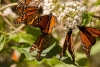 Se reduce 26% presencia de mariposa monarca en México