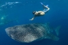 ¿Te imaginas nadar con el pez más grande del mundo? En México lo puedes hacer