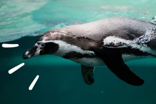 ¿Sabías que los pingüinos &quot;hablan&quot; al cazar bajo el agua?