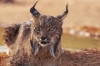 ¡Se aleja de la extinción! El lince ibérico ya rebasa los 2 mil ejemplares