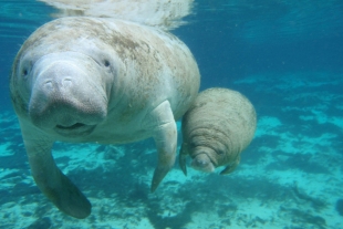 Manatíes a la baja en océanos del mundo