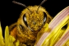 Declaran a las abejas como el ser vivo más importante del planeta
