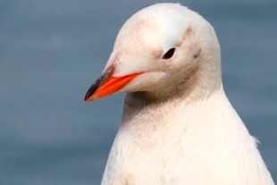 Captan a especial pingüino en la Antártida