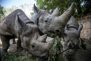 Kenia presenta plan para proteger a los rinocerontes negros, especie amenazada