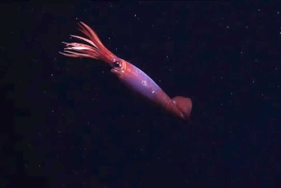 Vale la pena mencionar que hasta antes de este increíble suceso, publicado en el portal National Geographic Society, sólo se tenían registros del llamado calamar abisal 