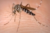 Dengue: otra enfermedad que afecta a México