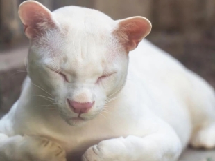 Nada que celebrar; descubrimiento del primer ocelote albino procupa a científicos