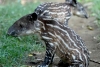 Crías de tapires en peligro de extinción nacen en zoológico de Nicaragua